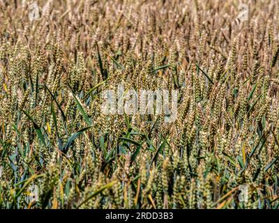 Nahaufnahme der Weizenreifung auf einem Feld im Vereinigten Königreich. Stockfoto