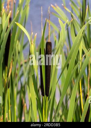 Großartiges Schneemast, gemeinhin als Busch mit seinen braunen Blüten bezeichnet, wächst am Rand eines Sees. UK Stockfoto