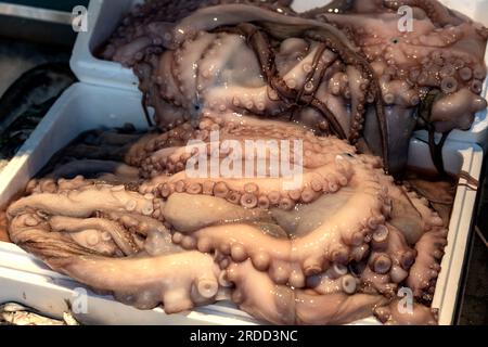 Frischer roher Tintenfisch auf dem bolhao-Markt in Porto Stockfoto