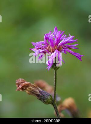 ironweed Giant (Vernonia gigantea) – Hall County, Georgia. Die strahlende Blüte einer eiskraut an einem Sommermorgen. Stockfoto