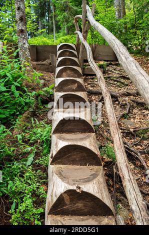 Holztreppen auf dem magischen Waldweg, der 2,5 km durch die verzauberte Hochmoorlandschaft der Taubenmoos in Bernau, Bezirk Oberl, führt Stockfoto