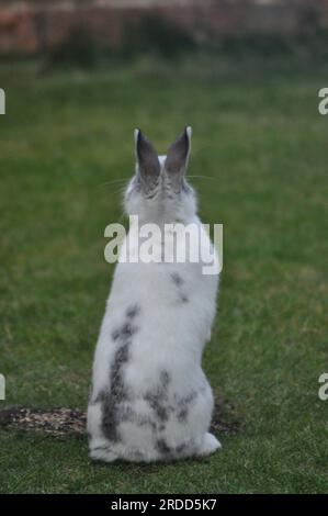 Ein Foto von einem Hasen von hinten Stockfoto