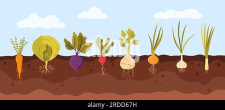 Darstellung des Gartenpflanzenwachstums im Bodenvektor. Cartoon-Infografik mit Karottenkohl, Rote Bete, Rettich, Sellerie, Zwiebeln, Knoblauchlaub, Pflanzen für den ökologischen Landbau mit Wurzeln und Blättern, Zwiebeln Stock Vektor