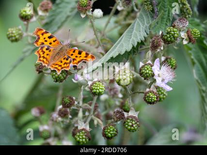Nahaufnahme eines Komma-Schmetterlings mit offenen Flügeln in einem Brombeerbusch mit reifen grünen Beeren Stockfoto