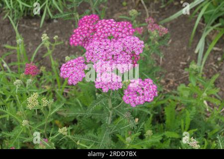 Verschlüsse der roten blühenden, mehrjährigen Gartenpflanze achillea millefolium cerise Queen. Stockfoto