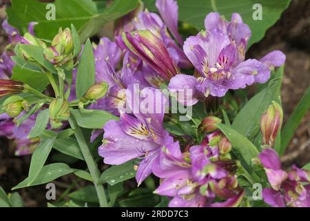 Verschlüsse der lilafarbenen Blüten der mehrjährigen Gartenpflanze Alstroemeria Perfect Blue. Stockfoto
