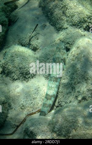 Heringshai, Trachinus draco, Tilos, Dodekanische Inseln, südliche Ägäis, Griechenland. Stockfoto