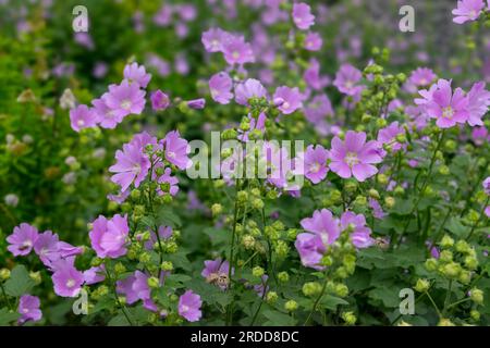 Rosa Moschusblume, Malva moschata, Blume aus nächster Nähe mit Regentropfen und einem verschwommenen Hintergrund aus Blättern und Blumen. Stockfoto