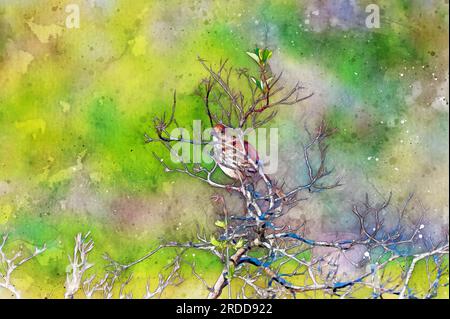 Digital erstelltes Aquarellgemälde eines Brown thrasher Toxostoma rufum, das die Abendsonne genießt Stockfoto