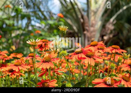 Leuchtend orangefarbene Sombrero Adobe Orange Echinacea-Blumen, auch bekannt als Coneflowers oder Rudbeckia, die Mitte des Sommers im Wisley Garden, Surrey, Großbritannien, fotografiert wurden. Stockfoto