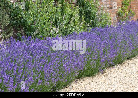 Violette Blüten der englischen Lavandula angustifolia oder Lavandula officinalis im britischen Garten Juni Stockfoto