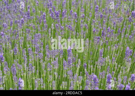 Violette Blüten der englischen Lavandula angustifolia oder Lavandula officinalis im britischen Garten Juni Stockfoto