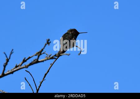 Annas Kolibri, Annakolibri, Colibri d'Anna, Calypte anna, Anna-kolibri, San Francisco, Kalifornien, USA, Nordamerika Stockfoto