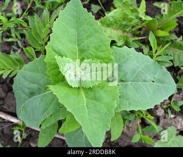 Im Frühjahr wächst im Garten die essbare Pflanzenkorre (Atriplex hortensis) Stockfoto