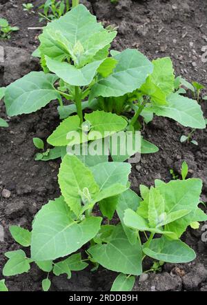 Im Frühjahr wächst im Garten die essbare Pflanzenkorre (Atriplex hortensis) Stockfoto