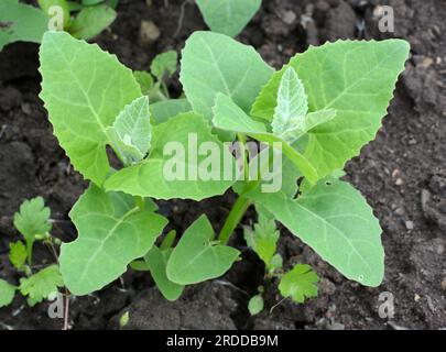 Im Frühjahr wächst im Garten die essbare Pflanzenkorre (Atriplex hortensis) Stockfoto