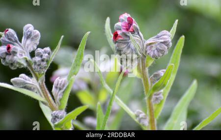 In der Wildnis blüht Cynoglossum officinale unter Gräsern Stockfoto