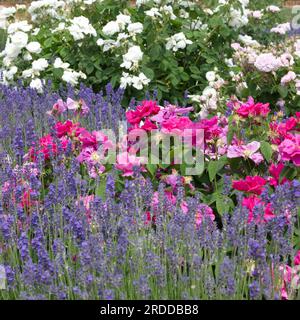 Schöne Sommerpflanzung mit Lavendel und Rosen im britischen Garten Juni Stockfoto