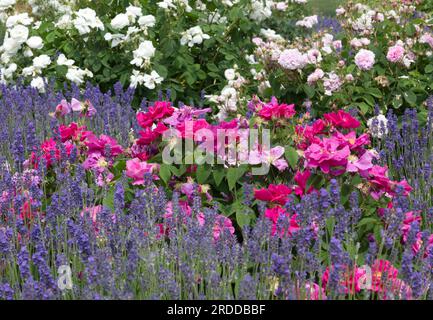 Schöne Sommerpflanzung mit Lavendel und Rosen im britischen Garten Juni Stockfoto