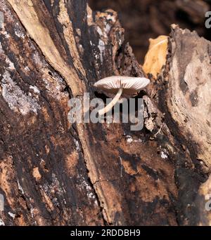 Kleine weiße, zarte Pilze, die aus einem verrottenden Baum wachsen Stockfoto