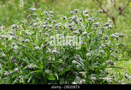 In der Wildnis blüht Cynoglossum officinale unter Gräsern Stockfoto