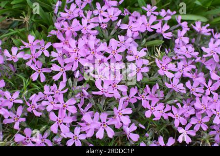 Im Frühling blüht Phlox subulata in einem Blumenbeet Stockfoto