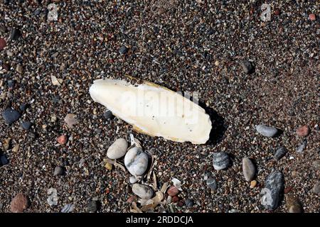 Cuttlebone wurde an einem Strand auf einer griechischen Insel gespült. Juli 2023 Stockfoto