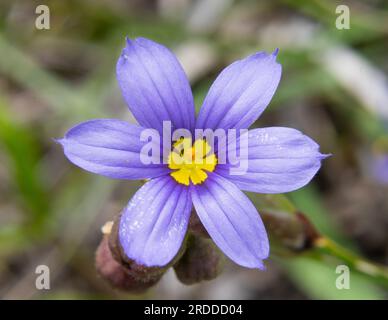 Kleine und wunderschöne Blauäugige Grasblume mit winzigen violetten Blütenblättern und leuchtend gelber Mitte, die von einem vorbeiziehenden Insekt besucht wird Stockfoto