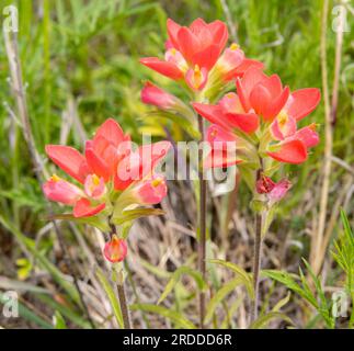 Wunderschöner Stand von Texas Indian Paintbrush während der Frühlingssaison von Texas Stockfoto