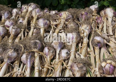 Geerntete Knoblauchknollen, Allium sativum, UK Juni Stockfoto