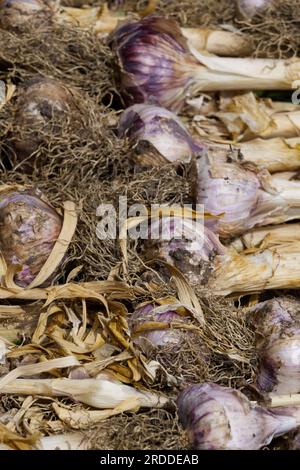 Geerntete Knoblauchknollen, Allium sativum, UK Juni Stockfoto