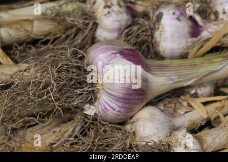 Geerntete Knoblauchknollen, Allium sativum, UK Juni Stockfoto