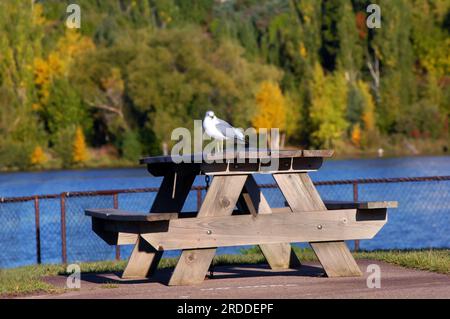 Im Waterfront Park in Houghton, Michigan, liegt eine Möwe auf einem Picknicktisch aus Holz. Portage Lake und Herbstlaub füllen den Hintergrund. Stockfoto