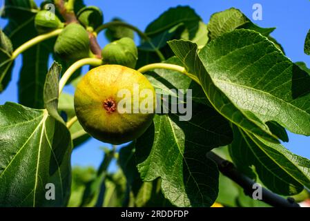 Gelbe reife Feigen auf einem Ast. Stockfoto