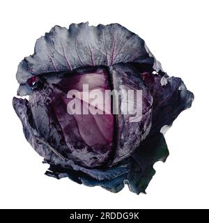 Gesamter Rotkohl auf weißem Hintergrund: Violetter Kohl isoliert auf festem Hintergrund Stockfoto