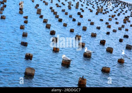 Überreste der alten Laderampe am Lake Superior außerhalb von Marquette, Michigan. Möwen ruhen oben. Stockfoto