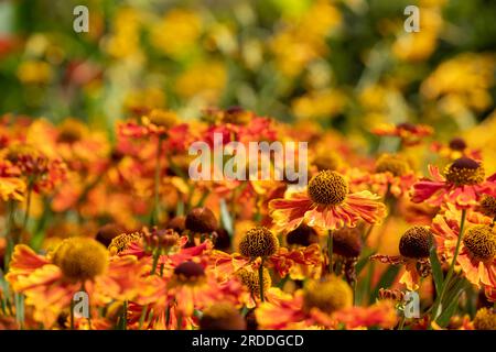 Leuchtend orangefarbene Sombrero Adobe Orange Echinacea-Blumen, auch bekannt als Coneflowers oder Rudbeckia, die Mitte des Sommers im Wisley Garden, Surrey, Großbritannien, fotografiert wurden. Stockfoto