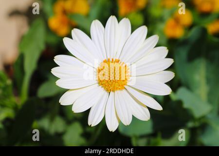 Nahaufnahme einer weißen Gänseblümchen in einer Pflanzmaschine. Geringe Schärfentiefe Stockfoto