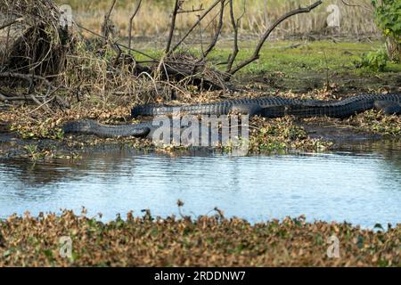 Amerikanische Alligatoren genießen die Hitze der Sonne am Ufer des Sees in Florida. Stockfoto