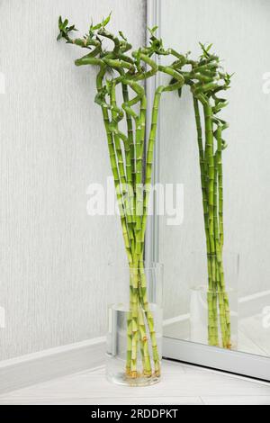 Vase mit wunderschönen grünen Bambusstämmen auf dem Boden im Innenbereich Stockfoto