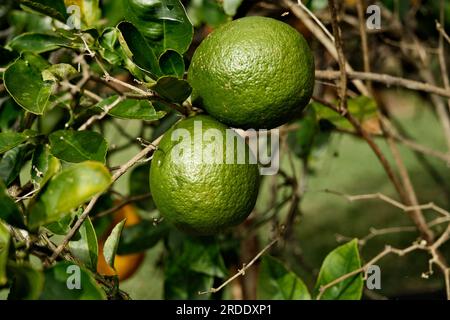 2 unreife Zitronen, die an einem Zitronenbaum hängen Stockfoto