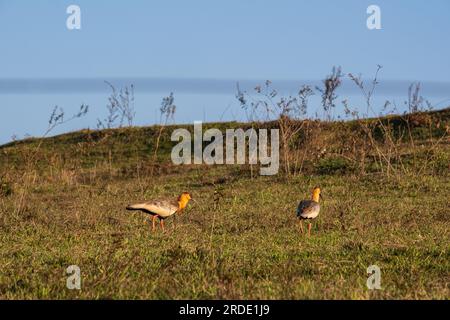 Vögel, die auf der Weide nach Nahrung suchen, auch als Curicaca bekannt. Stockfoto