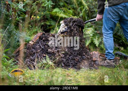 Viehrinder auf einem Feld auf einem Bauernhof. Nahaufnahme eines Kuhgesichts. Stockfoto