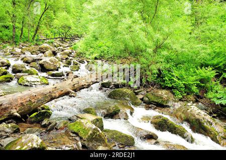 Ein heruntergefallener Stamm eines alten Baumes liegt auf dem felsigen Bett eines kleinen Flusses, der von den Bergen durch einen dichten Sommerwald fließt. Tevenek River Stockfoto