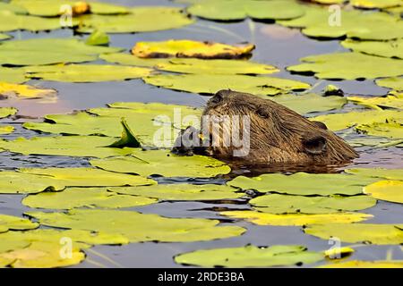 Ein Seitenbild eines erwachsenen Bibers „Castor canadensis“, der sich von gelben Blüten aus den Lilienmuscheln in einem ländlichen See ernährt Stockfoto