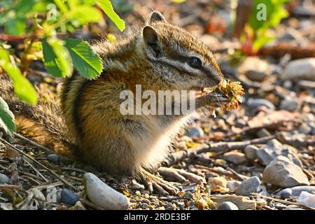 Ein Seitenblick auf den kleinsten Streifenhörnchen, „Eutamias minimus“, der auf dem Boden nach etwas leckerer Vegetation sucht. Stockfoto