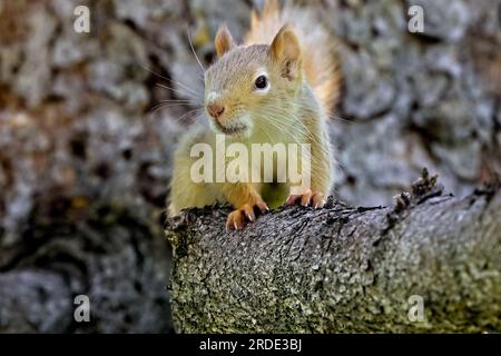 Ein blasses rotes Eichhörnchen „Tamiasciurus hudsonicus“, das auf einem Ast in seinem Waldlebensraum im ländlichen Alberta, Kanada, liegt Stockfoto