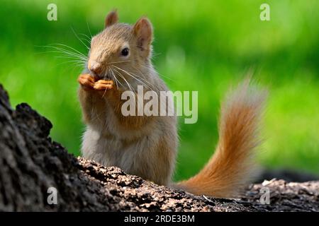 Ein blassfarbenes rotes Eichhörnchen „Tamiasciurus hudsonicus“, das sich in seinem Waldlebensraum im ländlichen Alberta, Kanada, von einigen Samen ernährt Stockfoto