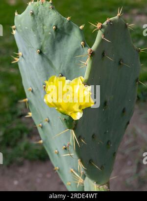 Stachelbirnen-Kaktus Opuntia mit gelber Blütenverengung Stockfoto