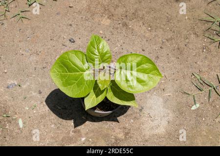 Tamarillo Solanum betaceum Seedling Draufsicht Stockfoto